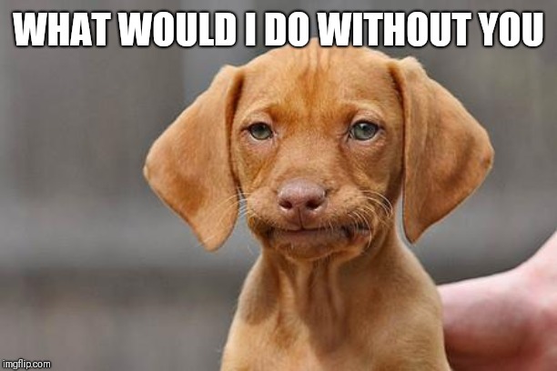 Dissapointed puppy | WHAT WOULD I DO WITHOUT YOU | image tagged in dissapointed puppy | made w/ Imgflip meme maker