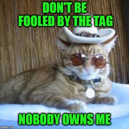 Deal With It | DON'T BE FOOLED BY THE TAG; NOBODY OWNS ME | image tagged in cat | made w/ Imgflip meme maker