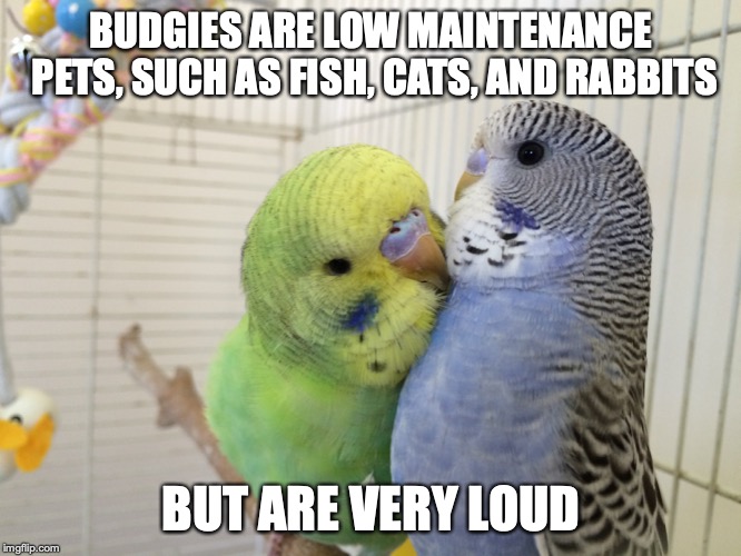 Budgies | BUDGIES ARE LOW MAINTENANCE PETS, SUCH AS FISH, CATS, AND RABBITS; BUT ARE VERY LOUD | image tagged in budgies,pets,memes | made w/ Imgflip meme maker