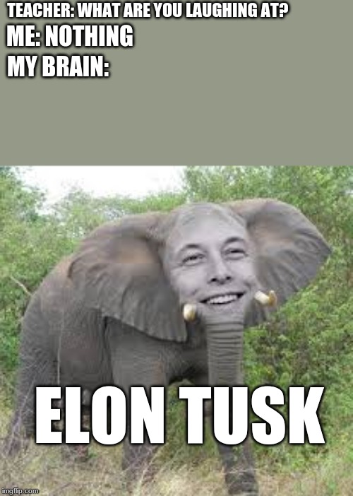 ELON DUSK | TEACHER: WHAT ARE YOU LAUGHING AT? ME: NOTHING; MY BRAIN:; ELON TUSK | image tagged in fun | made w/ Imgflip meme maker