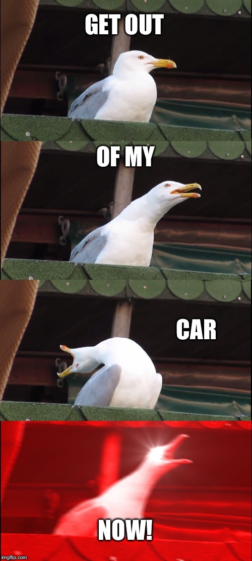You have no right to yell at me | GET OUT; OF MY; CAR; NOW! | image tagged in memes,inhaling seagull,funny,funny memes,hilarious memes | made w/ Imgflip meme maker