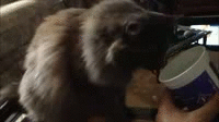 image tagged in gifs,cats,funny,aww | made w/ Imgflip gif maker