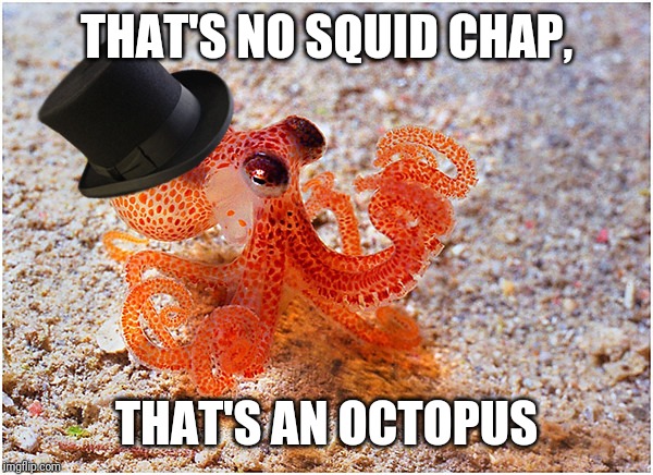 Sir octopus | THAT'S NO SQUID CHAP, THAT'S AN OCTOPUS | image tagged in sir octopus | made w/ Imgflip meme maker