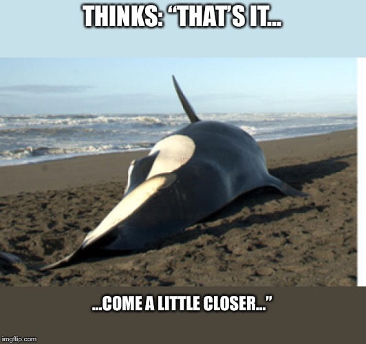whale | THINKS: “THAT’S IT…; …COME A LITTLE CLOSER…” | image tagged in whale | made w/ Imgflip meme maker