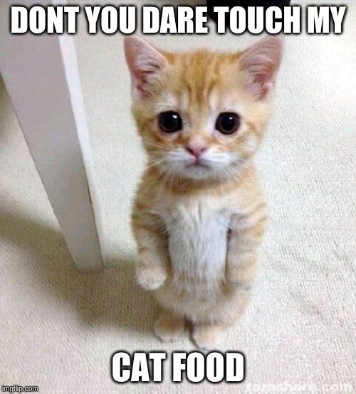 Cute Cat Meme | DONT YOU DARE TOUCH MY; CAT FOOD | image tagged in memes,cute cat | made w/ Imgflip meme maker