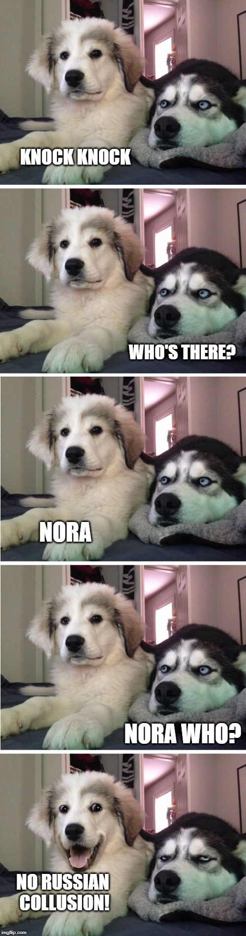 Knock Knock Dogs | KNOCK KNOCK; WHO'S THERE? NORA; NORA WHO? NO RUSSIAN COLLUSION! | image tagged in knock knock dogs | made w/ Imgflip meme maker