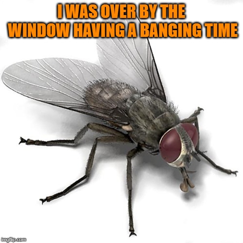 Scumbag House Fly | I WAS OVER BY THE WINDOW HAVING A BANGING TIME | image tagged in scumbag house fly | made w/ Imgflip meme maker