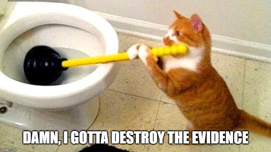 Cat Criminal | DAMN, I GOTTA DESTROY THE EVIDENCE | image tagged in cat plunger | made w/ Imgflip meme maker