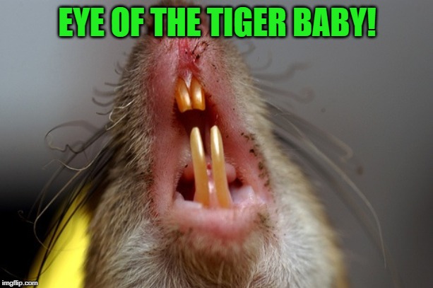Rat teeth | EYE OF THE TIGER BABY! | image tagged in rat teeth | made w/ Imgflip meme maker
