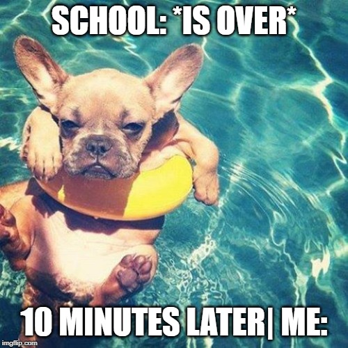 Summer is here dog pug | SCHOOL: *IS OVER*; 10 MINUTES LATER| ME: | image tagged in summer is here dog pug | made w/ Imgflip meme maker