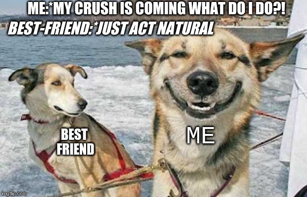 ah, friends | ME:*MY CRUSH IS COMING WHAT DO I DO?! BEST-FRIEND:*JUST ACT NATURAL; ME; BEST FRIEND | image tagged in memes,original stoner dog,best friends,crush,dogs,funny | made w/ Imgflip meme maker