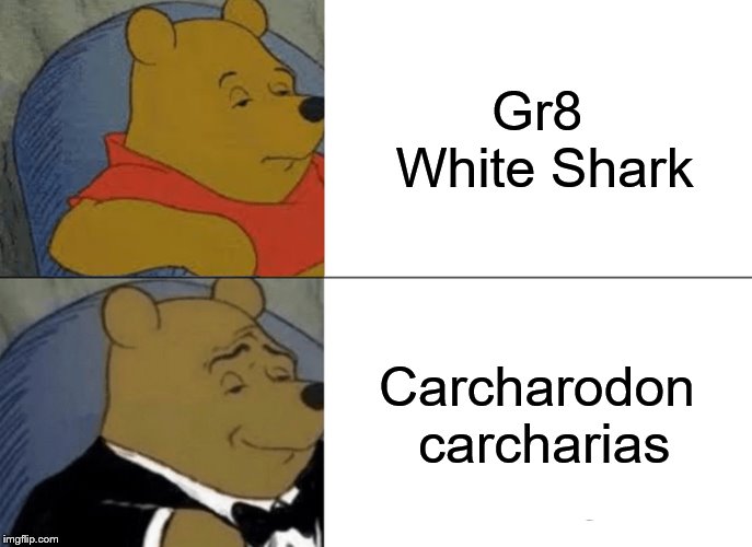 Tuxedo Winnie The Pooh Meme | Gr8 White Shark; Carcharodon carcharias | image tagged in memes,tuxedo winnie the pooh | made w/ Imgflip meme maker