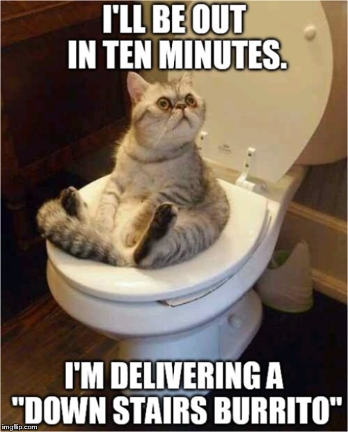 alternate names for no. 2 | image tagged in taking a poop,cats,toilet humor,toilet | made w/ Imgflip meme maker
