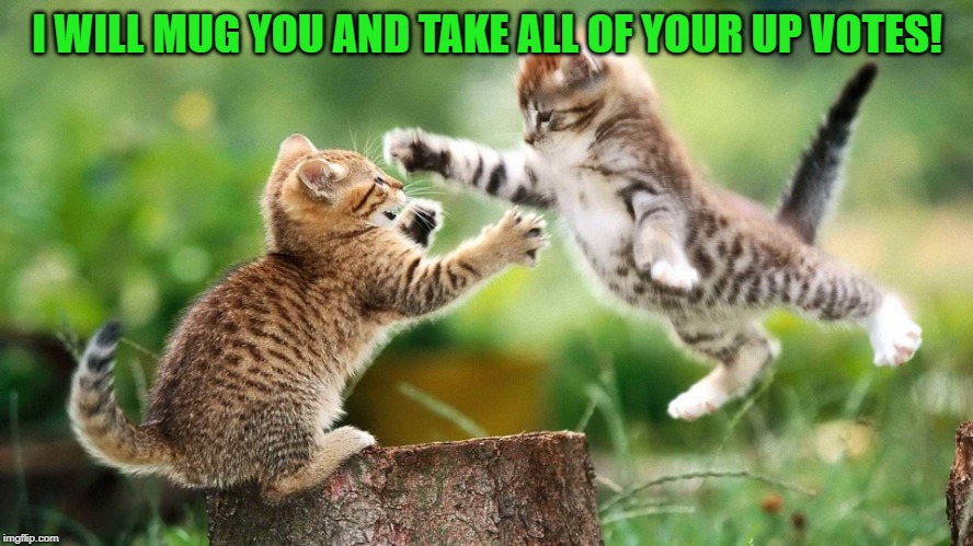 Kittens | I WILL MUG YOU AND TAKE ALL OF YOUR UP VOTES! | image tagged in kittens,nixieknox,memes,up votes | made w/ Imgflip meme maker