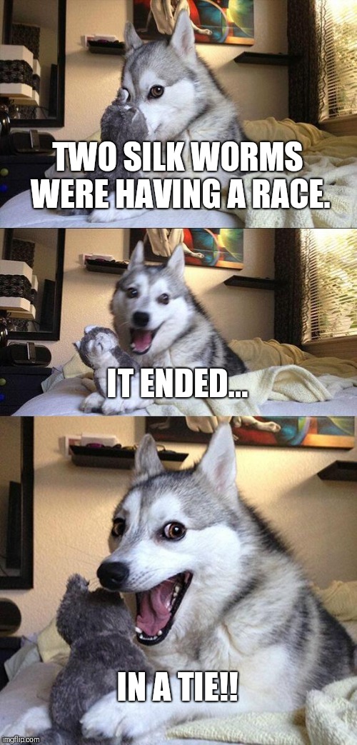 Bad Pun Dog | TWO SILK WORMS WERE HAVING A RACE. IT ENDED... IN A TIE!! | image tagged in memes,bad pun dog | made w/ Imgflip meme maker