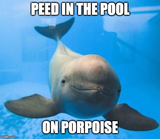 punny porpoise | PEED IN THE POOL; ON PORPOISE | image tagged in porpoise,pool,pee,funny | made w/ Imgflip meme maker
