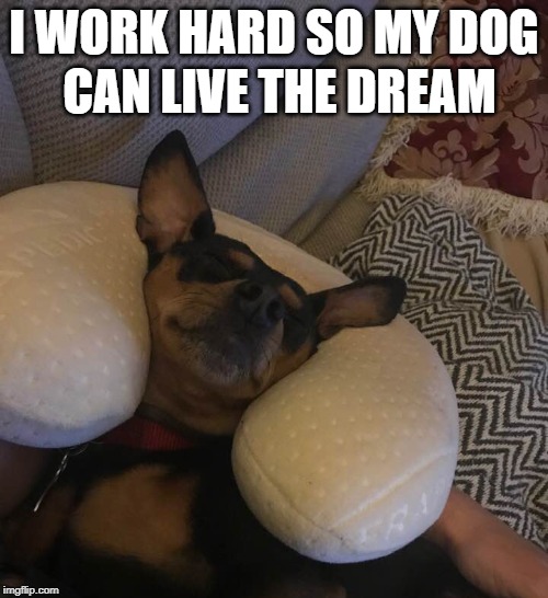  I WORK HARD SO MY DOG; CAN LIVE THE DREAM | image tagged in dog,grumpy cat,bad pun dog,cats,party animal,animals | made w/ Imgflip meme maker