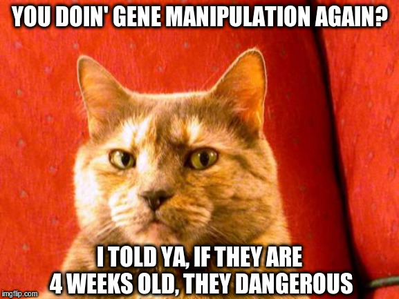Suspicious Cat Meme | YOU DOIN' GENE MANIPULATION AGAIN? I TOLD YA, IF THEY ARE 4 WEEKS OLD, THEY DANGEROUS | image tagged in memes,suspicious cat | made w/ Imgflip meme maker