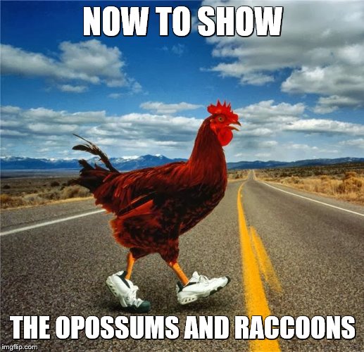 NOW TO SHOW THE OPOSSUMS AND RACCOONS | made w/ Imgflip meme maker