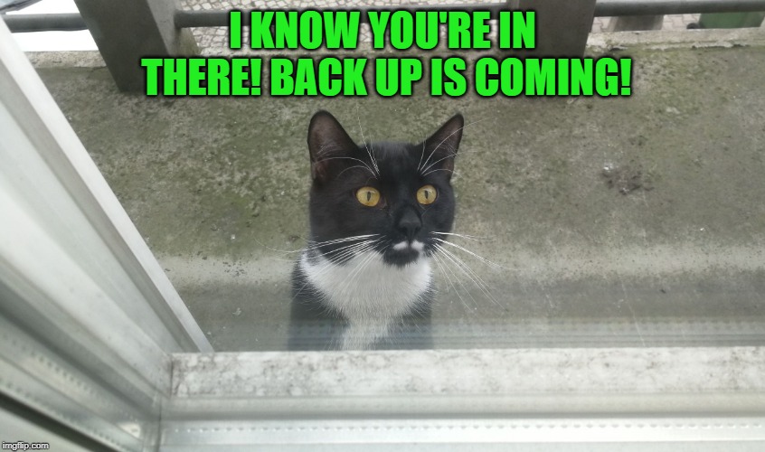 Cat wants to enter | I KNOW YOU'RE IN THERE! BACK UP IS COMING! | image tagged in cat wants to enter | made w/ Imgflip meme maker