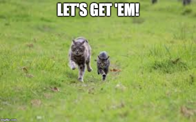 running cats | LET'S GET 'EM! | image tagged in running cats | made w/ Imgflip meme maker