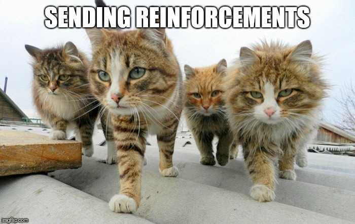 Cat gang | SENDING REINFORCEMENTS | image tagged in cat gang | made w/ Imgflip meme maker