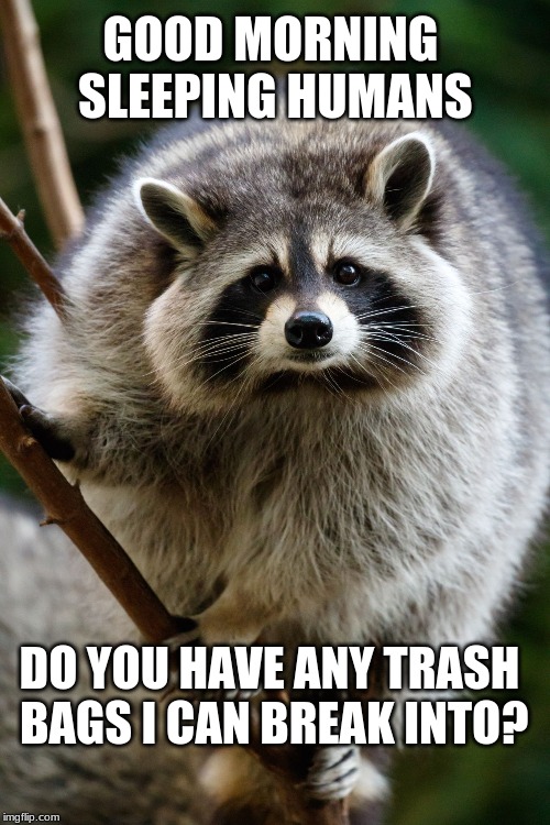 Bandit Raccoon | GOOD MORNING SLEEPING HUMANS; DO YOU HAVE ANY TRASH BAGS I CAN BREAK INTO? | image tagged in raccoon,bandit,thievery,trash,humor | made w/ Imgflip meme maker