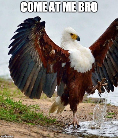 COME AT ME | COME AT ME BRO | image tagged in come at me eagle,come at me bro | made w/ Imgflip meme maker