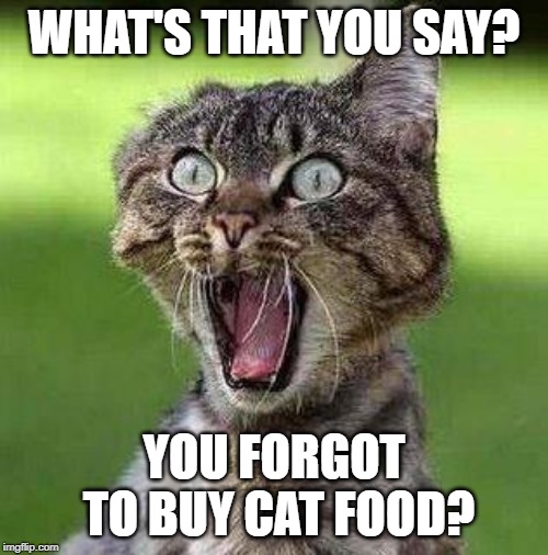 Shocked Cat | WHAT'S THAT YOU SAY? YOU FORGOT TO BUY CAT FOOD? | image tagged in shocked cat | made w/ Imgflip meme maker