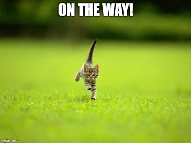 Running Cat | ON THE WAY! | image tagged in running cat | made w/ Imgflip meme maker