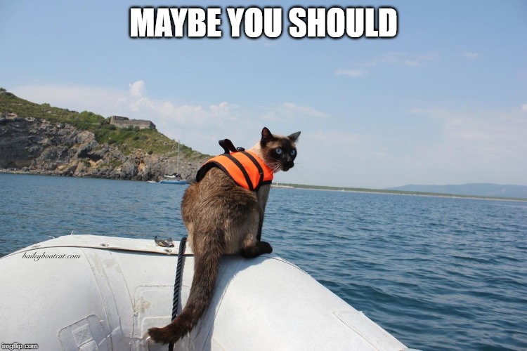 Siamese cat boat | MAYBE YOU SHOULD | image tagged in siamese cat boat | made w/ Imgflip meme maker