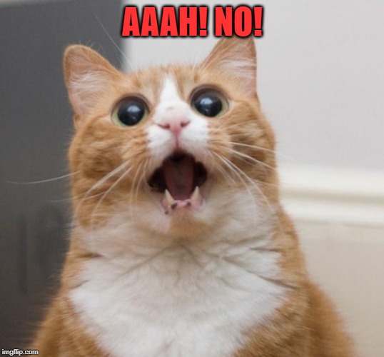 scared cat | AAAH! NO! | image tagged in scared cat | made w/ Imgflip meme maker