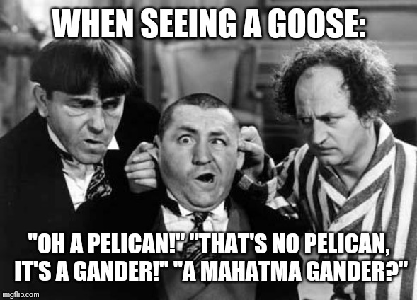Three Stooges | WHEN SEEING A GOOSE:; "OH A PELICAN!"
"THAT'S NO PELICAN, IT'S A GANDER!"
"A MAHATMA GANDER?" | image tagged in three stooges | made w/ Imgflip meme maker