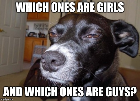 Suspicious dog | WHICH ONES ARE GIRLS AND WHICH ONES ARE GUYS? | image tagged in suspicious dog | made w/ Imgflip meme maker