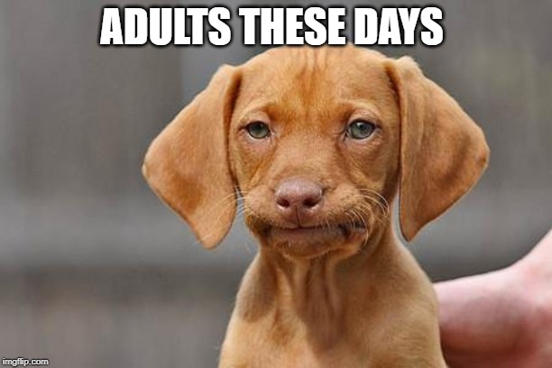 Dissapointed puppy | ADULTS THESE DAYS | image tagged in dissapointed puppy | made w/ Imgflip meme maker