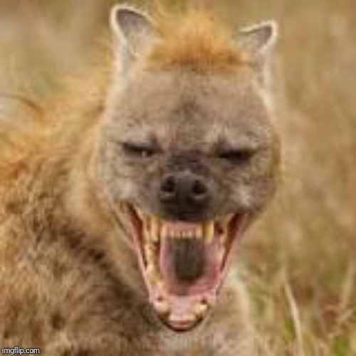 Mohawk hyena | image tagged in mohawk hyena | made w/ Imgflip meme maker