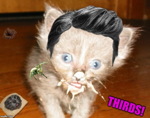 cat eating kitten chowing nom nom goat ghee mucus bile Blank Meme Template