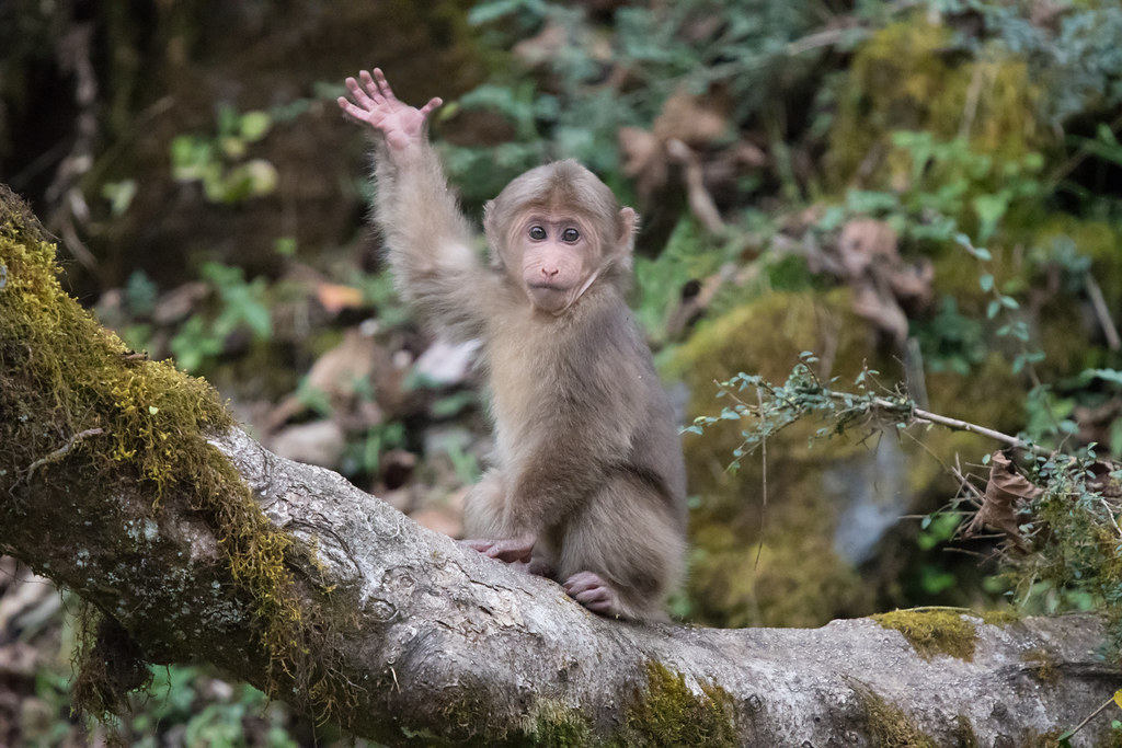 High Quality Waving Monkey Blank Meme Template