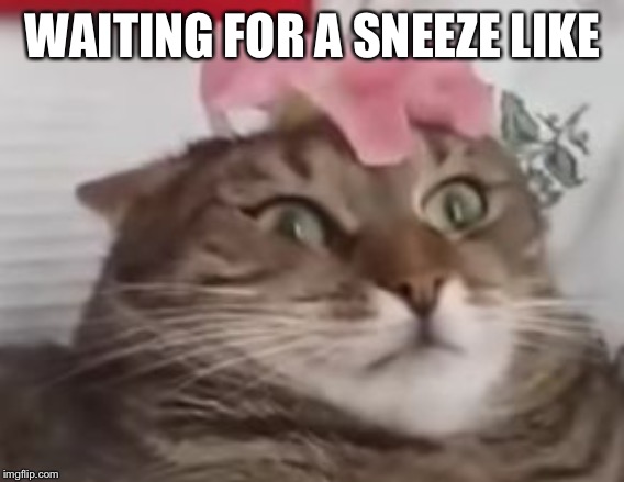 flower cat |  WAITING FOR A SNEEZE LIKE | image tagged in flower cat | made w/ Imgflip meme maker