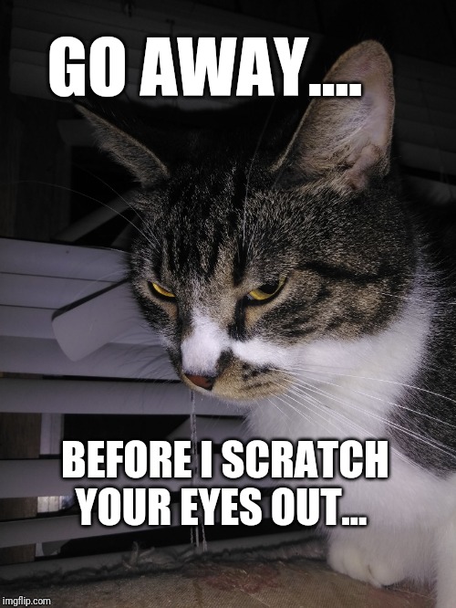 Needy cat | GO AWAY.... BEFORE I SCRATCH YOUR EYES OUT... | image tagged in needy cat | made w/ Imgflip meme maker