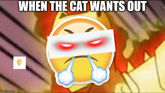 WHEN THE CAT WANTS OUT | image tagged in cats | made w/ Imgflip meme maker