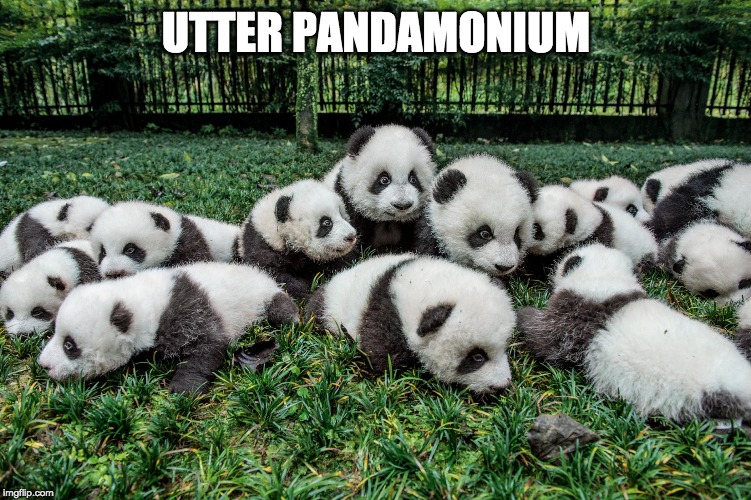 It's a Panda-emic | UTTER PANDAMONIUM | image tagged in panda bears,cute,bad puns | made w/ Imgflip meme maker