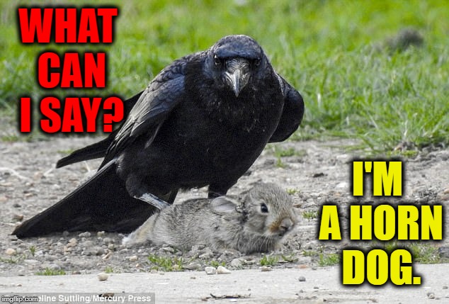 Dirty Bird |  WHAT CAN I SAY? I'M A HORN DOG. | image tagged in vince vance,raven,crow,blackbird,bunny rabbit,interspecies dating | made w/ Imgflip meme maker