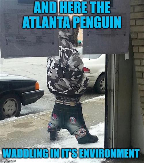 Waddle ya do | AND HERE THE ATLANTA PENGUIN; WADDLING IN IT'S ENVIRONMENT | image tagged in memes,saggythugpants,fun | made w/ Imgflip meme maker