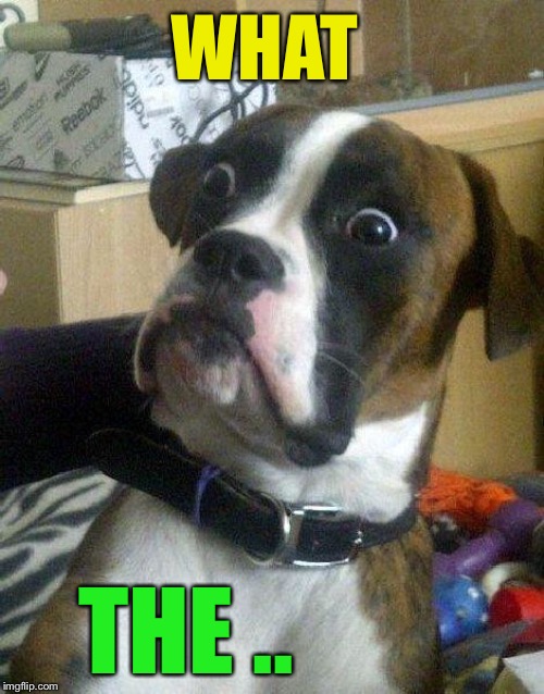 Surprised Dog | WHAT THE .. | image tagged in surprised dog | made w/ Imgflip meme maker