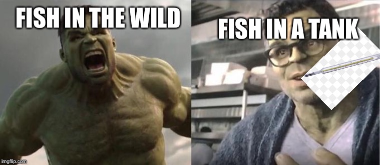 Angry Hulk VS Civil Hulk | FISH IN A TANK; FISH IN THE WILD | image tagged in angry hulk vs civil hulk | made w/ Imgflip meme maker
