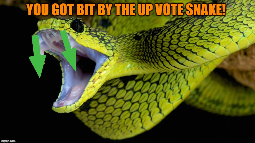Up Vote Snake | YOU GOT BIT BY THE UP VOTE SNAKE! | image tagged in up vote snake | made w/ Imgflip meme maker