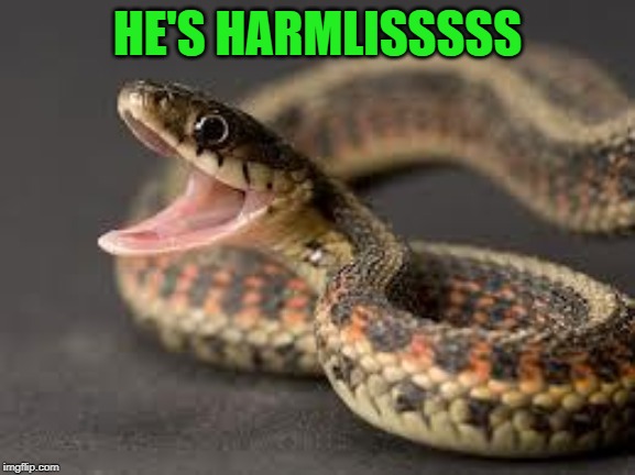 Warning Snake | HE'S HARMLISSSSS | image tagged in warning snake | made w/ Imgflip meme maker