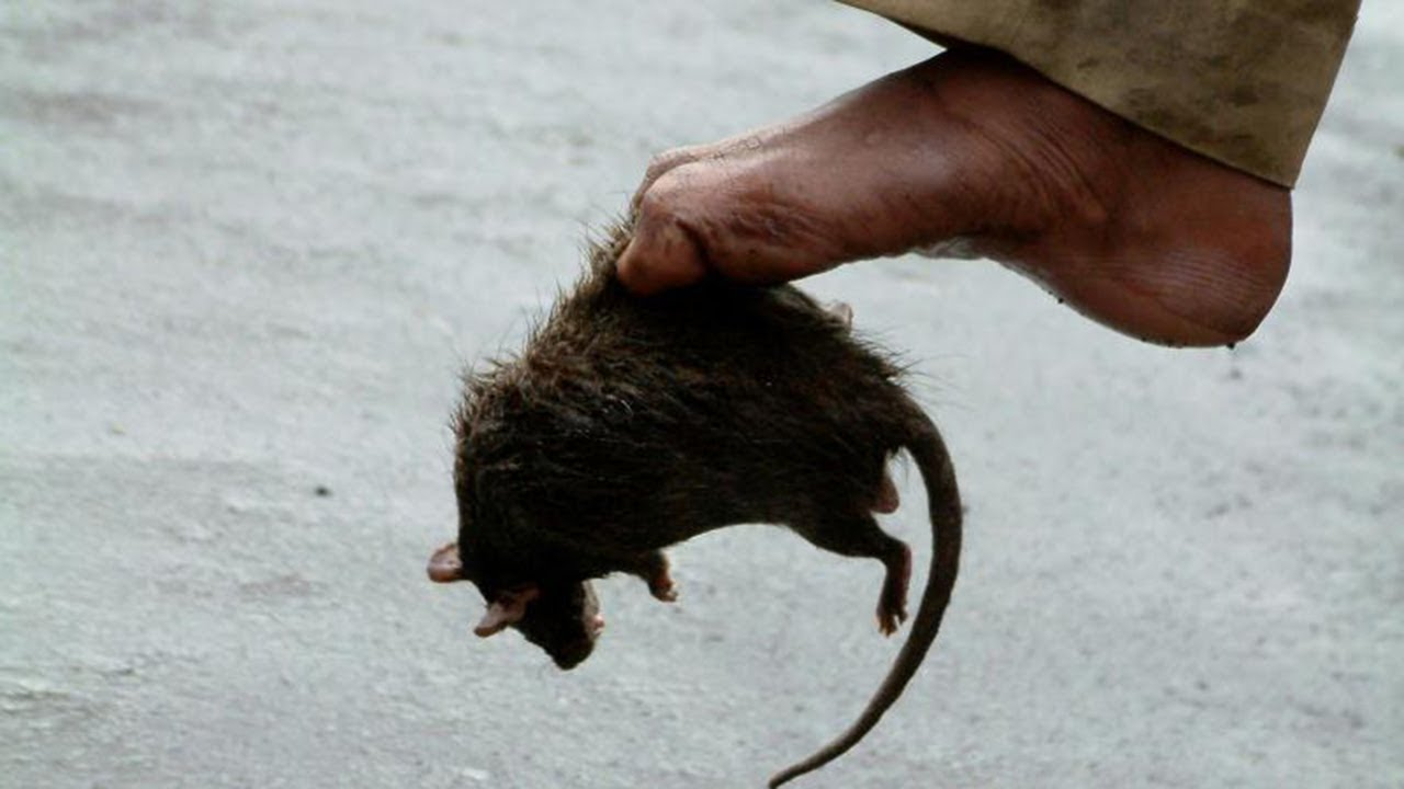 Feet rat Blank Meme Template