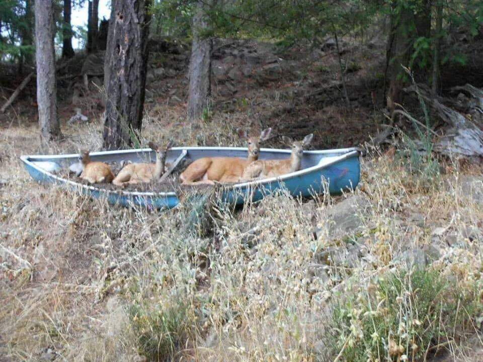 Deer in a canoe Blank Meme Template